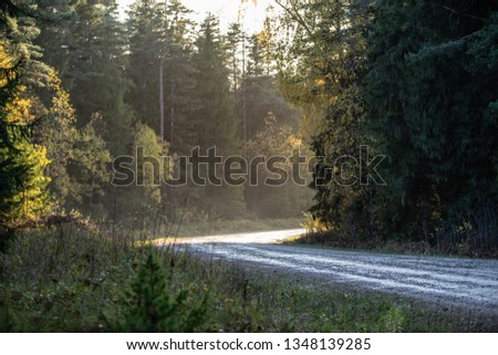 empty gravel road in autumn in countryside in perspective forest with trees