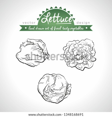 Lettuce. Hand drawn collection of vector sketch detailed fresh vegetables. Isolated