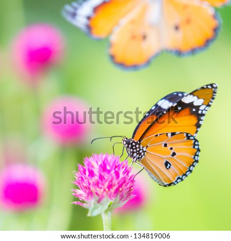 Plain tiger butterfly on globe amaranth or bachelor button flower in public park in Thailand