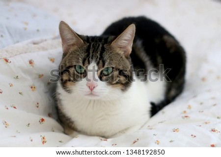 Cute tabby cat lying on the bed with floral sheets.