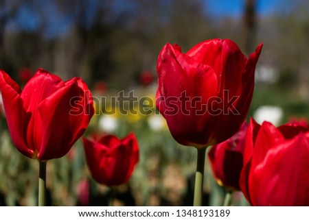 Red tulips in focus in the park. Tulip blossom. Spring blossom background photo. 