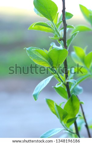 Young green leaves on a branch in the Park