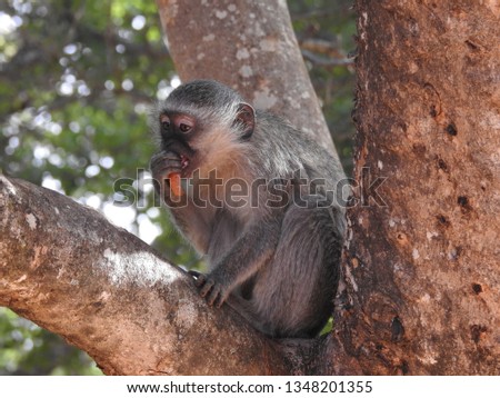 Vervet monkey sitting in a tree.