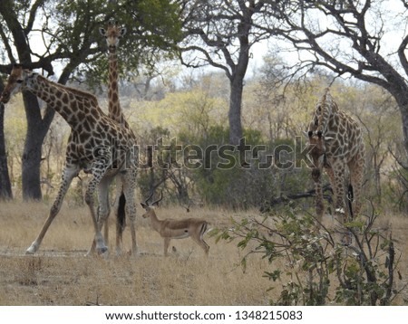 Giraffe's standing on the ground.