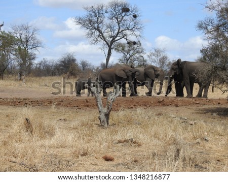 Elephants at a drinking hole.