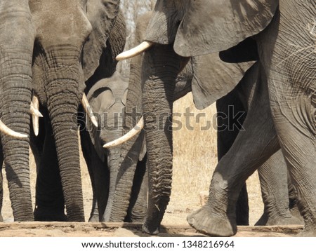 Elephants at a drinking hole.