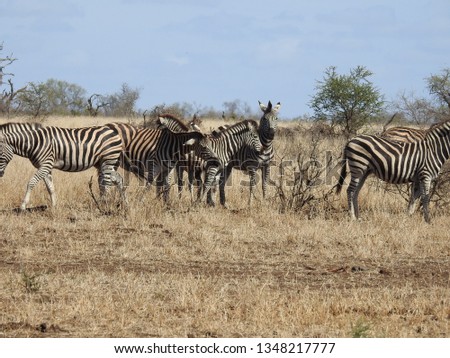 Zebra's standing on the ground.