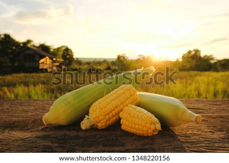 A selective focus picture of corn cob on wooden table in agriculture farm.