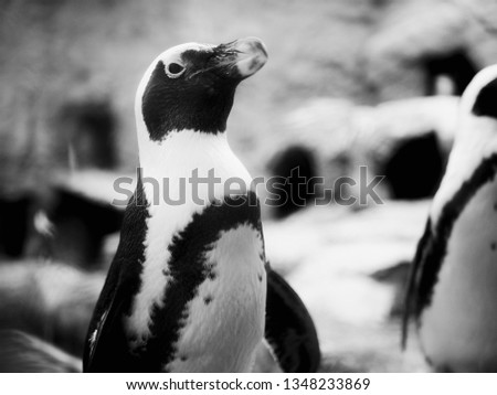 A beautiful black and  white close up photograph of a penguin in its habitat.