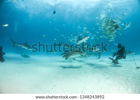 Picture shows Caribbean reef sharks and lemon sharks at the Bahamas