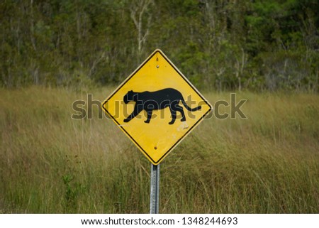 Yellow warning road sign for panthers in Florida Everglades. With grassland                               