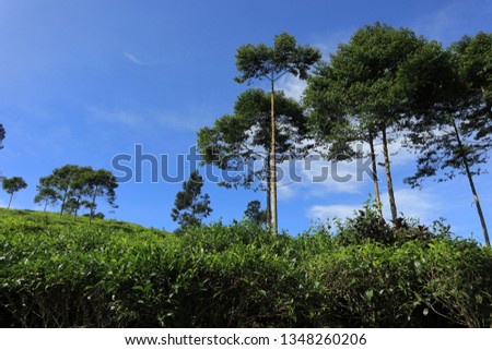 tea plantation with blue sky in the morning