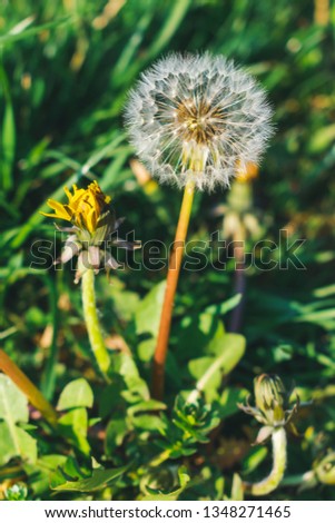 Close up of a dandelion in grass, spring background