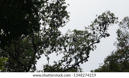 fruit bats on tree, flying fruit bat, sleeping flying fox
