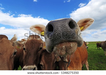Curious brown cattle on a pasture in Bavaria. Curious cows

