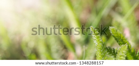 The spring background with green spikelets and sunlight.