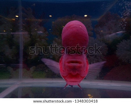 Close-up Red pearl cichlid flowerhorn in aquarium. Louhan fish swimming in aquarium. 