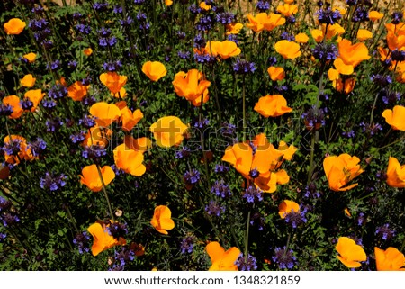California poppy field