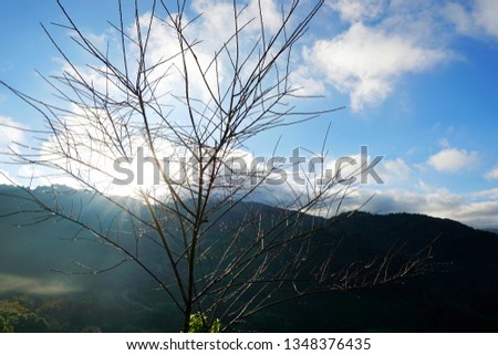 Tree silhouette with the sun shining on blue sky and cloud as a background in the morning, beautiful nature blue sky with trees, pictured from Space for text in template, abstract wallpaper