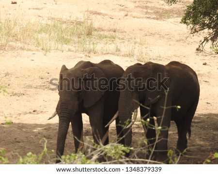 Elephants standing on the ground.