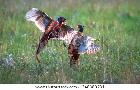 A pair of male common pheasants (Phasianus colchicus) fight for rights to mate with a female. Photographed in a grassy field at dusk on the island of Islay, Scotland. Royalty-Free Stock Photo #1348380281