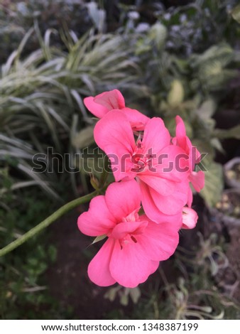 Hot Pink Carnations.Kathmandu Nepal,Mar 25/2019.