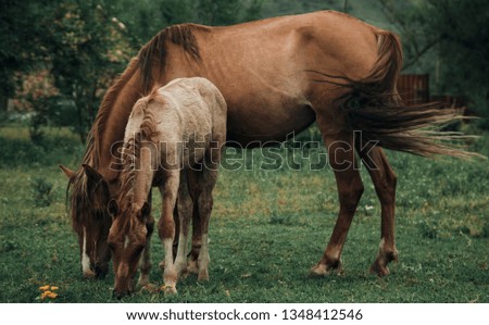 foal on the background of a horse