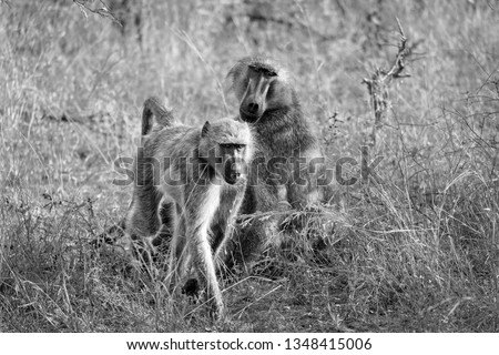 Black and white picture of baboons in the wild
