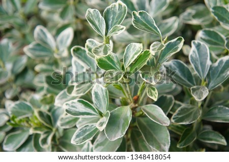 Euonymus fortunei silver queen spindle green shrub Royalty-Free Stock Photo #1348418054