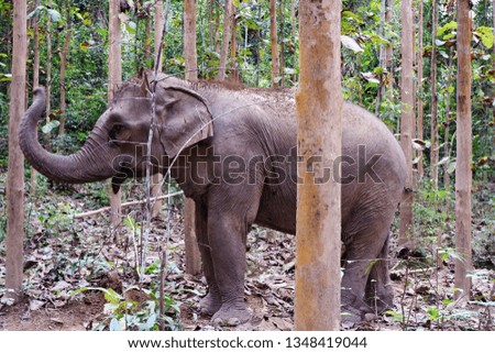 Various performances of Asian elephants in the forest