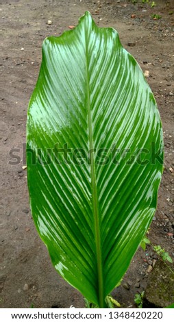 picture of galangal leaves