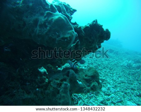 Scuba Diving in Halik Dive Site Gili Trawangan, Indonesia
