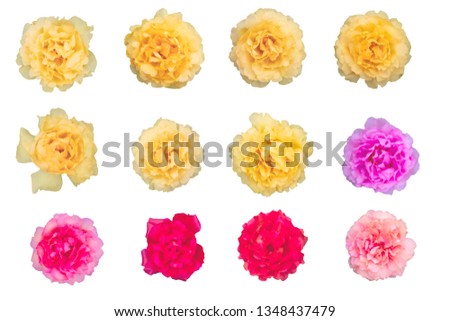 Multi-Color Portulaca as background picture.flower on clipping path.
