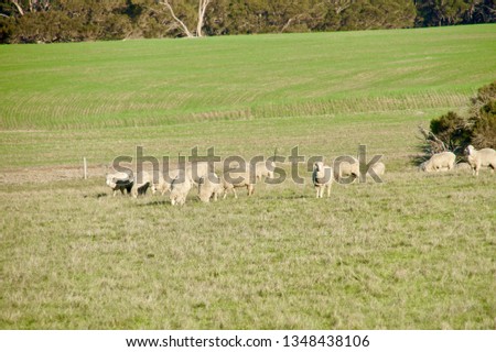 Kangaroo Island Sheep                     