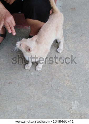 Strange dogs or cats in Thailand