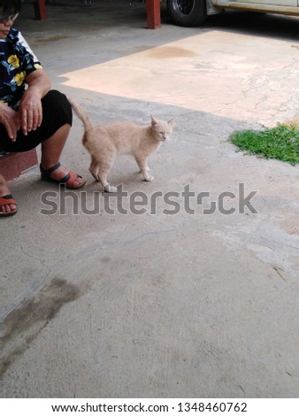 Strange dogs or cats in Thailand
