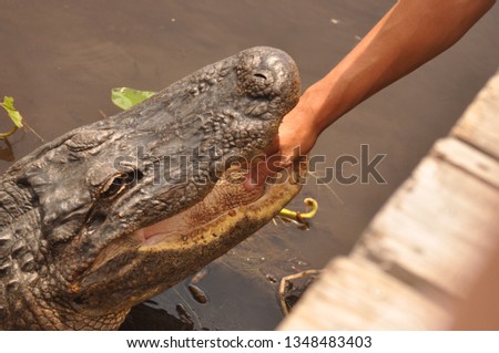 Hand in the mouth of an aligator Royalty-Free Stock Photo #1348483403