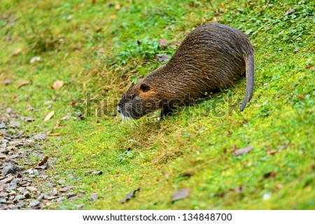 Water rat Muskrat on green grass