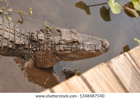An aligator in the water Royalty-Free Stock Photo #1348487540