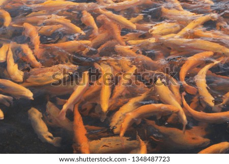 Fish farm where golden trout grows. A lot of fish in an artificial pond.