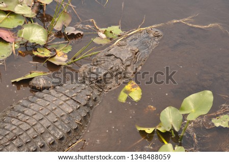 An aligator in the water Royalty-Free Stock Photo #1348488059