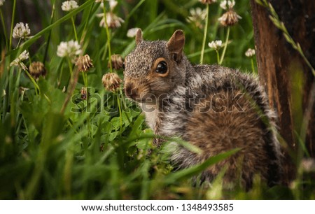 Squirrel resting on grass 
