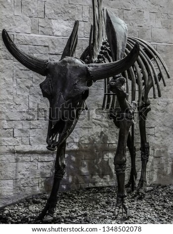 Skeleton of the horned historical big animal. 