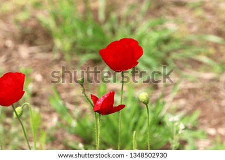 red poppies bloom in the meadow