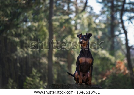 portrait dog in the forest in spring in sunshine