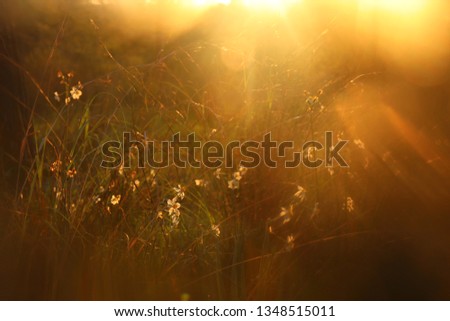 blurred abstract photo of sunset light burst among flowers in the forest and bokeh