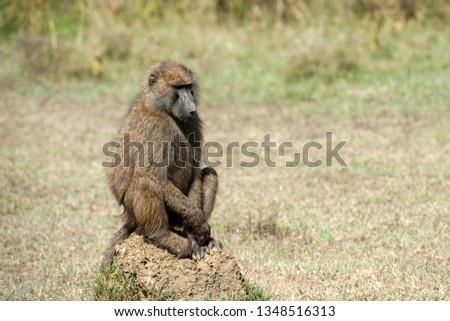 Baboon in National park of Kenya, Africa