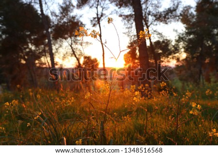 blurred abstract photo of sunset light burst among trees
