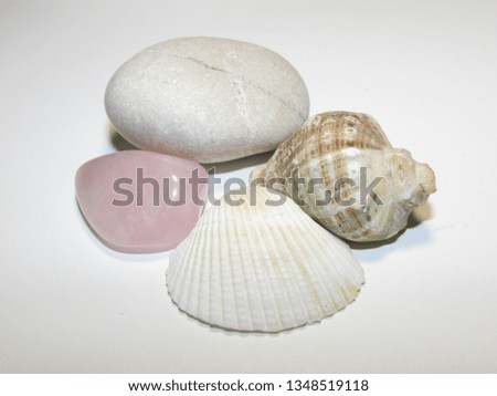 shell and sea pebbles