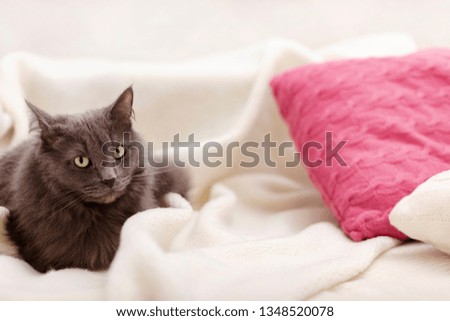Beautiful gray fluffy cat sleeping on the couch. Selective focus.